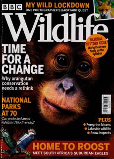 Bbc Wildlife Magazine Subscription | Buy at Newsstand.co.uk | Wildlife